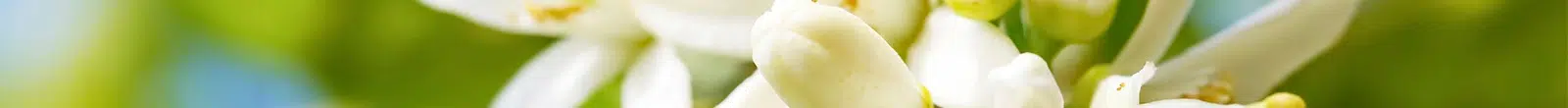 Arôme floral dans le whisky