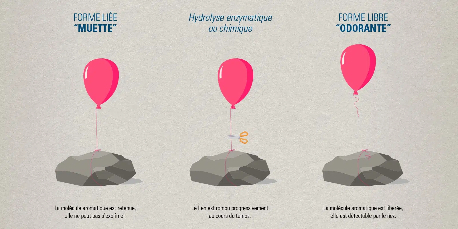 Forme libre et forme muette molécule