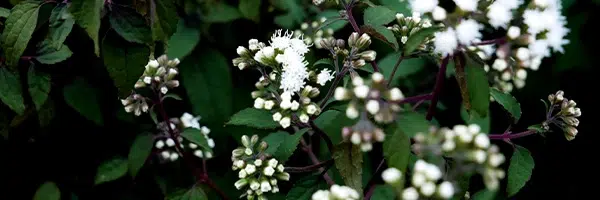 Le pouvoir aromatique des terpènes